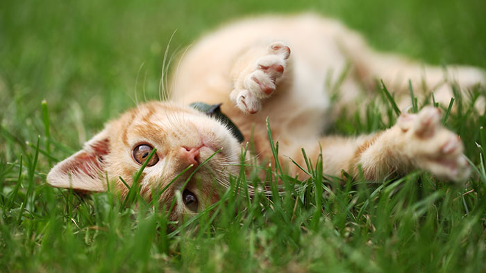 Freigänger und Wohnungskatzen – ein Unterschied? | Krankenversicherungen für Katzen