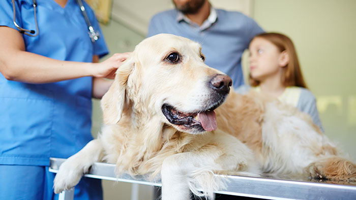 Ist der Leistungsumfang der Versicherung ausreichend? | Krankenversicherungen für Tiere