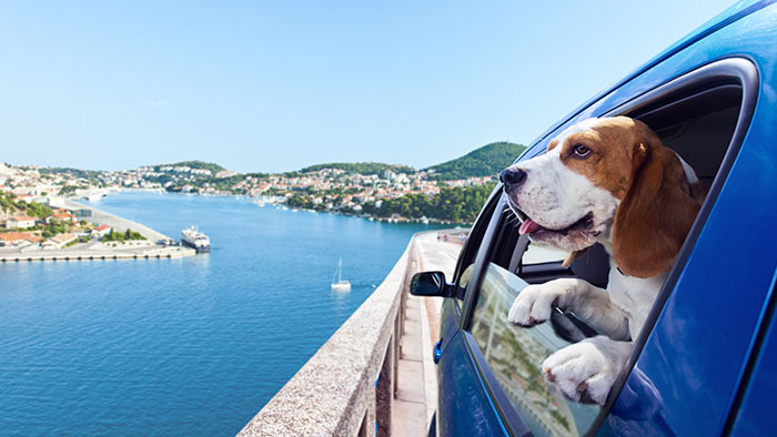 Wenn das Tier mit auf die Reise geht | Krankenversicherungen für Tiere